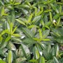 Prunus laurocerasus 'Mount Vernon'